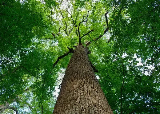 Towering Tulip Poplar tree with rugged brown bark and lush green foliage