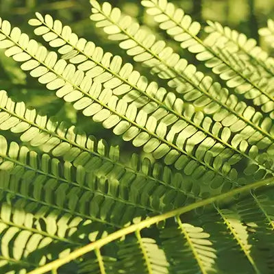Vibrant green hardy native fern fronds with feathery leaflets
