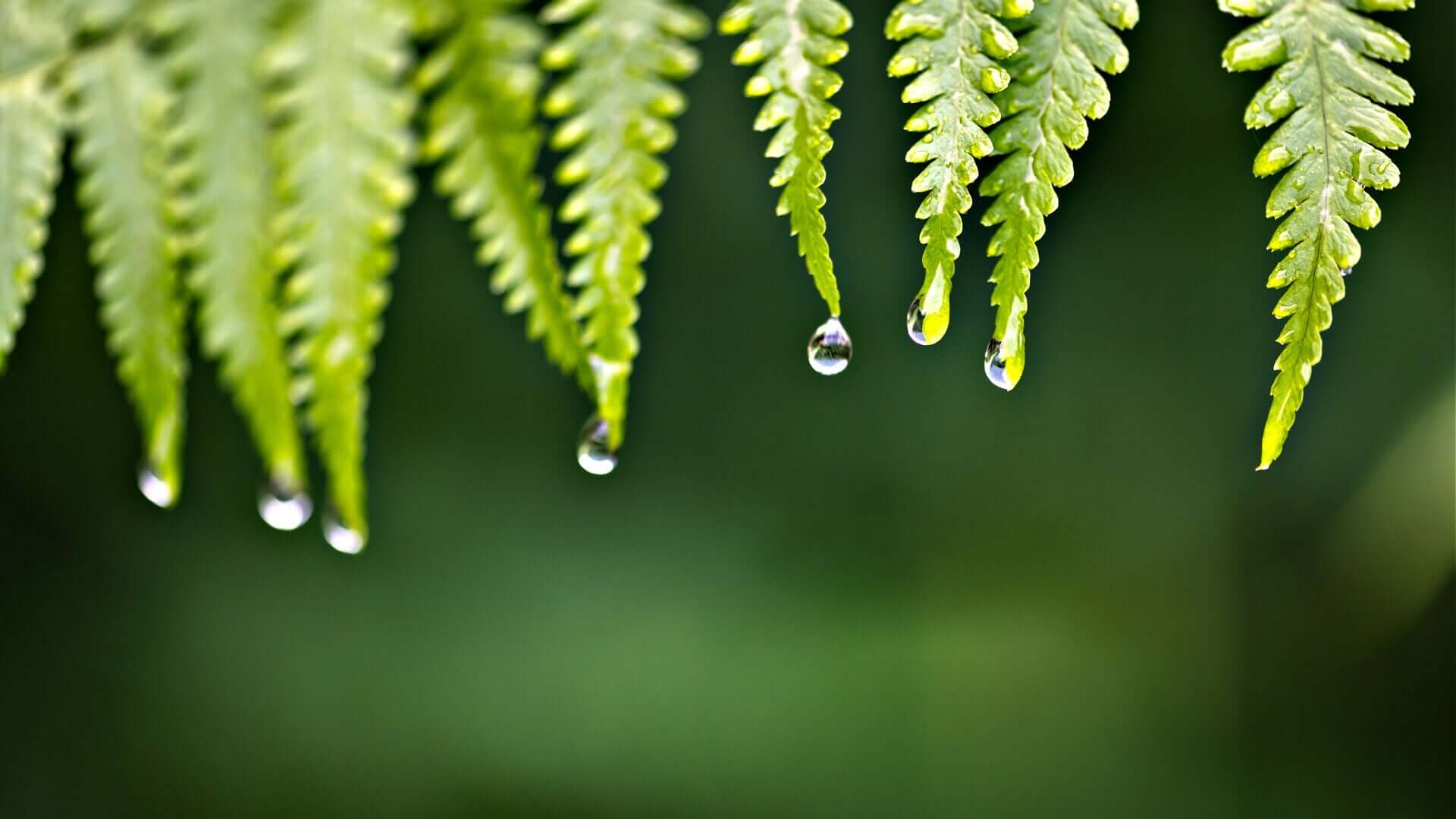 Fresh native fern fronds with water droplets for wildlife gardens