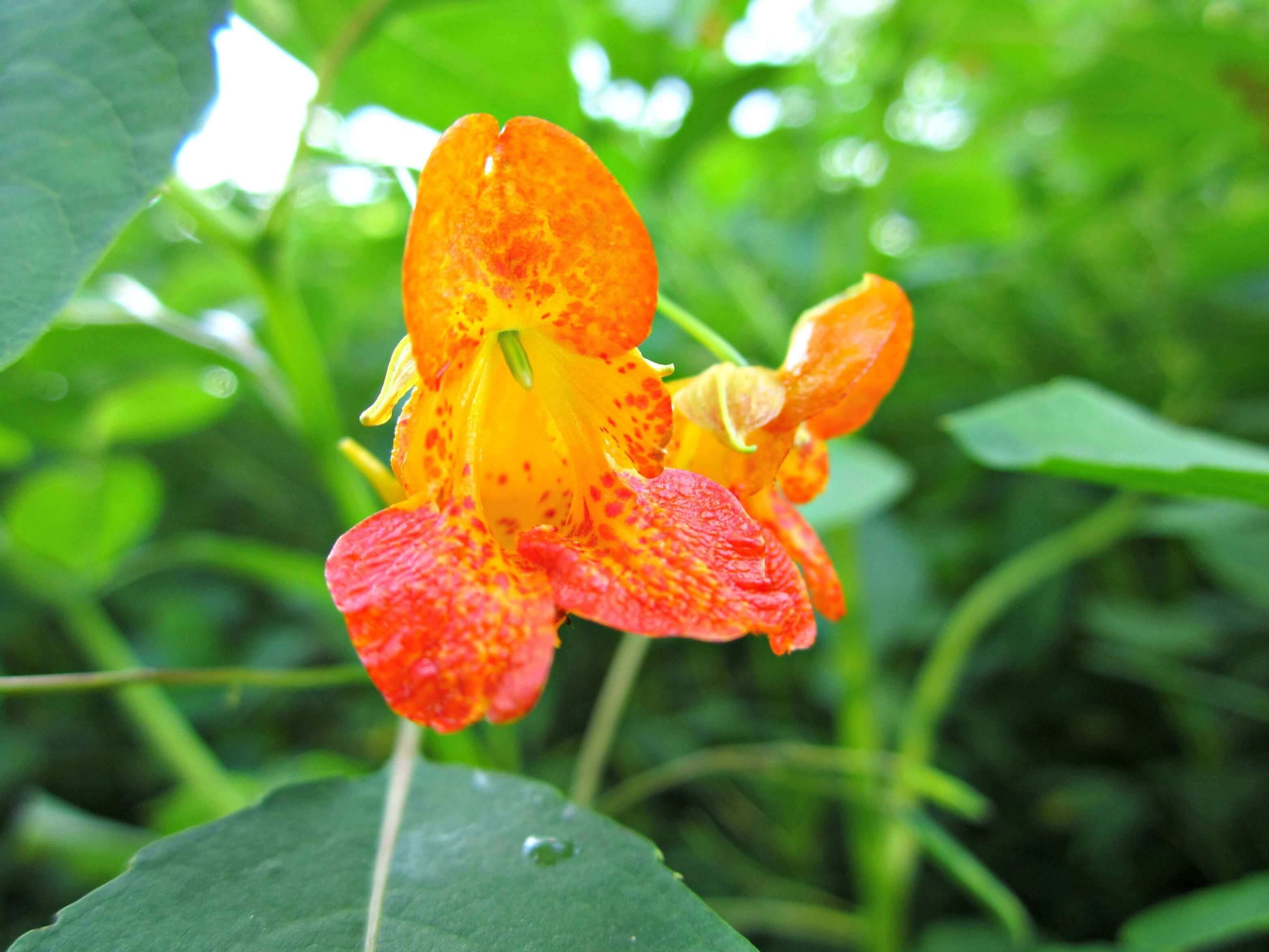 Vibrant orange nasturtium flower with speckled petals in shady moist haven