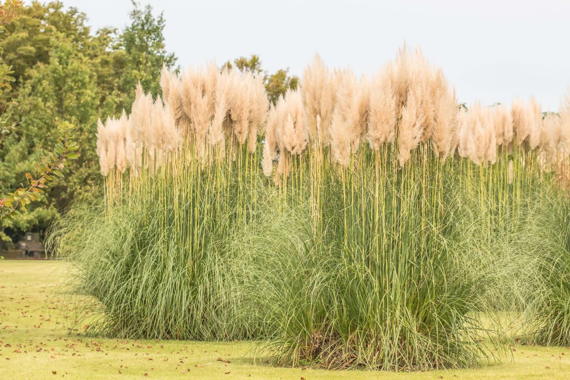 Silver feather grass: dense cluster of tall pampas with beige plumes