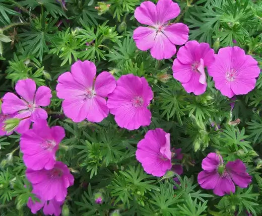 Vibrant magenta geranium perennial with extended blooms and serrated green leaves