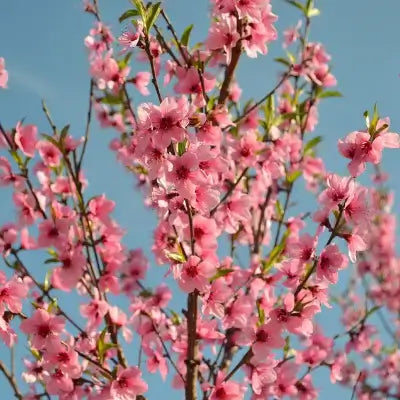 Vibrant pink cherry blossoms blooming in TN Nursery Forbes landscaping feature