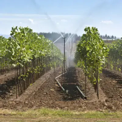 Young green grapevines in rows at plant nursery, irrigated under blue sky