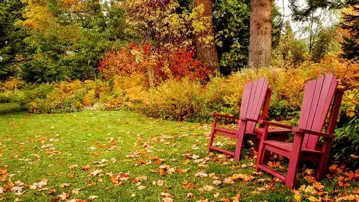 Two red Adirondack chairs on autumn leaf-strewn lawn, weed-free.