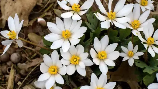 Bloodroot white flowers with yellow centers amid green foliage