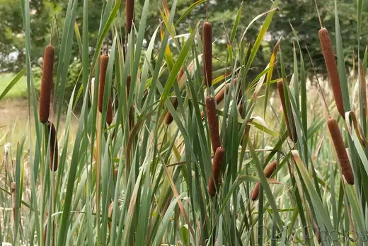 Brown cylindrical cattails with green stalks in marshy field