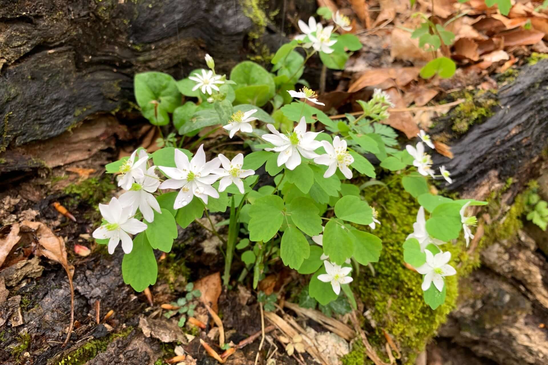 Delicate white anemone flowers with five petals amid green leaves and mossy bark