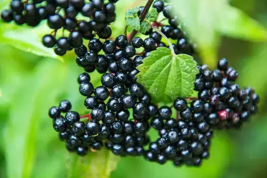 Clusters of glossy black elderberries on elderberry tree vine with dewdrops