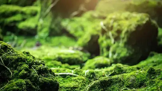 Lush green moss blankets rocks in shade garden