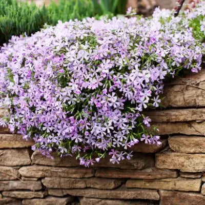 Lush light purple phlox groundcover cascading over rustic stone wall