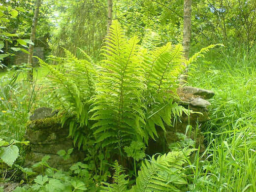 Native hardy fast-growing ferns with lush fronds on mossy stone wall