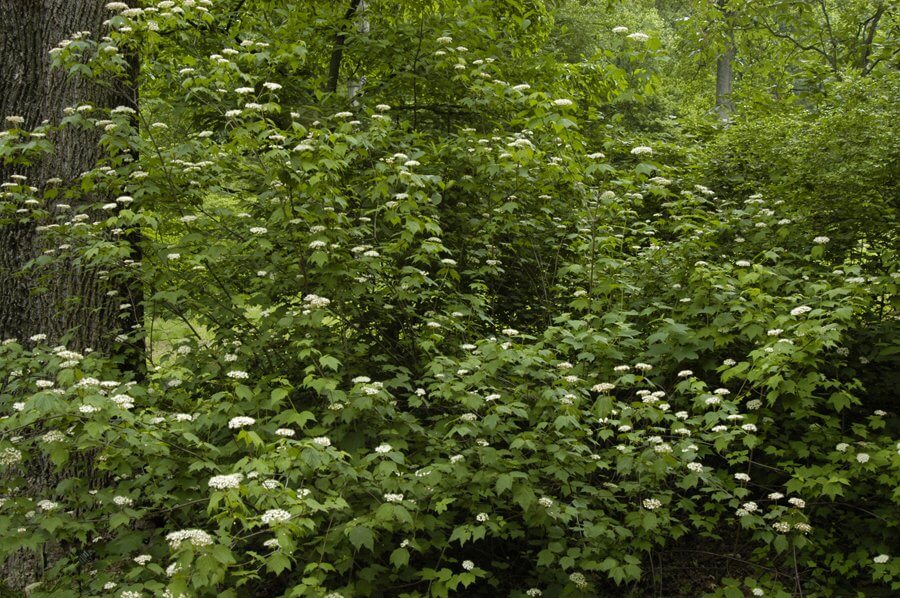 Lush Mapleleaf Viburnum shrub with delicate white flower clusters