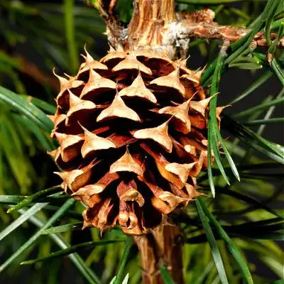 Pitch pine cone with spiky brown scales on branch amid green needles