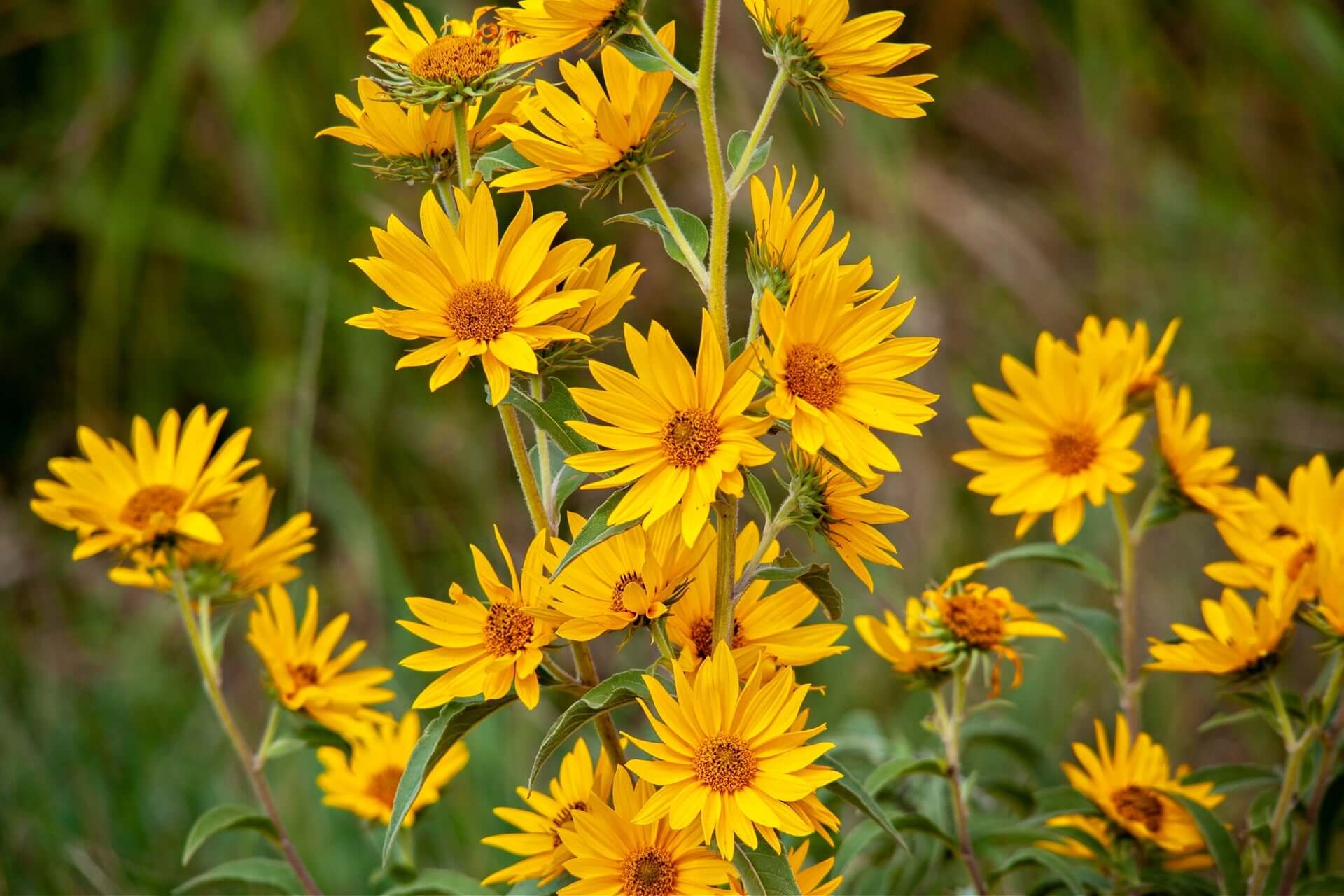 Maximilian sunflowers: bright yellow petals, brown centers on tall green stems