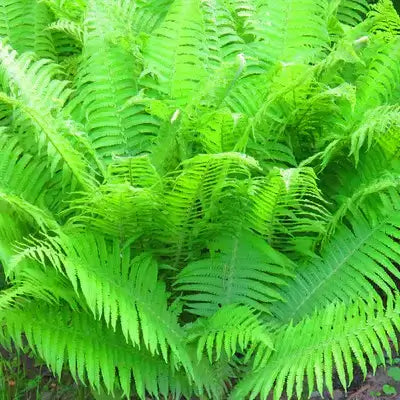 Vibrant green fern fronds for dry shade gardens