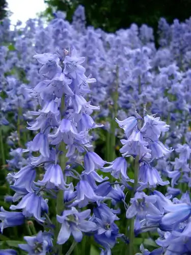 Delicate light purple bluebell flowers on slender green stems in field