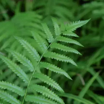 Vibrant green fern frond with serrated leaflets, ideal small home garden fern