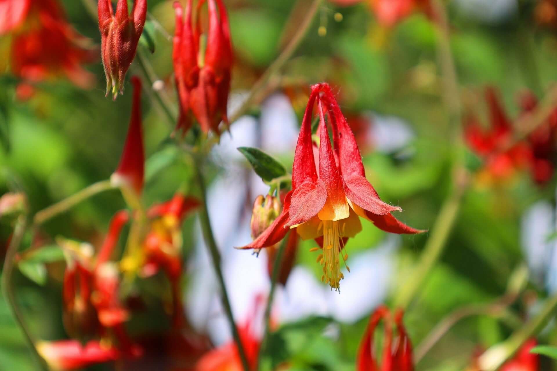 Vibrant red columbine flowers with yellow centers in Exploring Columbine Plant