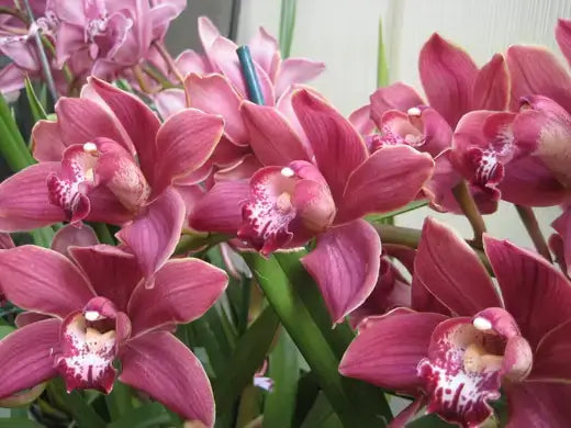 Vibrant pink orchids with speckled centers, favorite winter houseplant