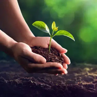 Delicate green seedling sprout in cupped hands from dark soil