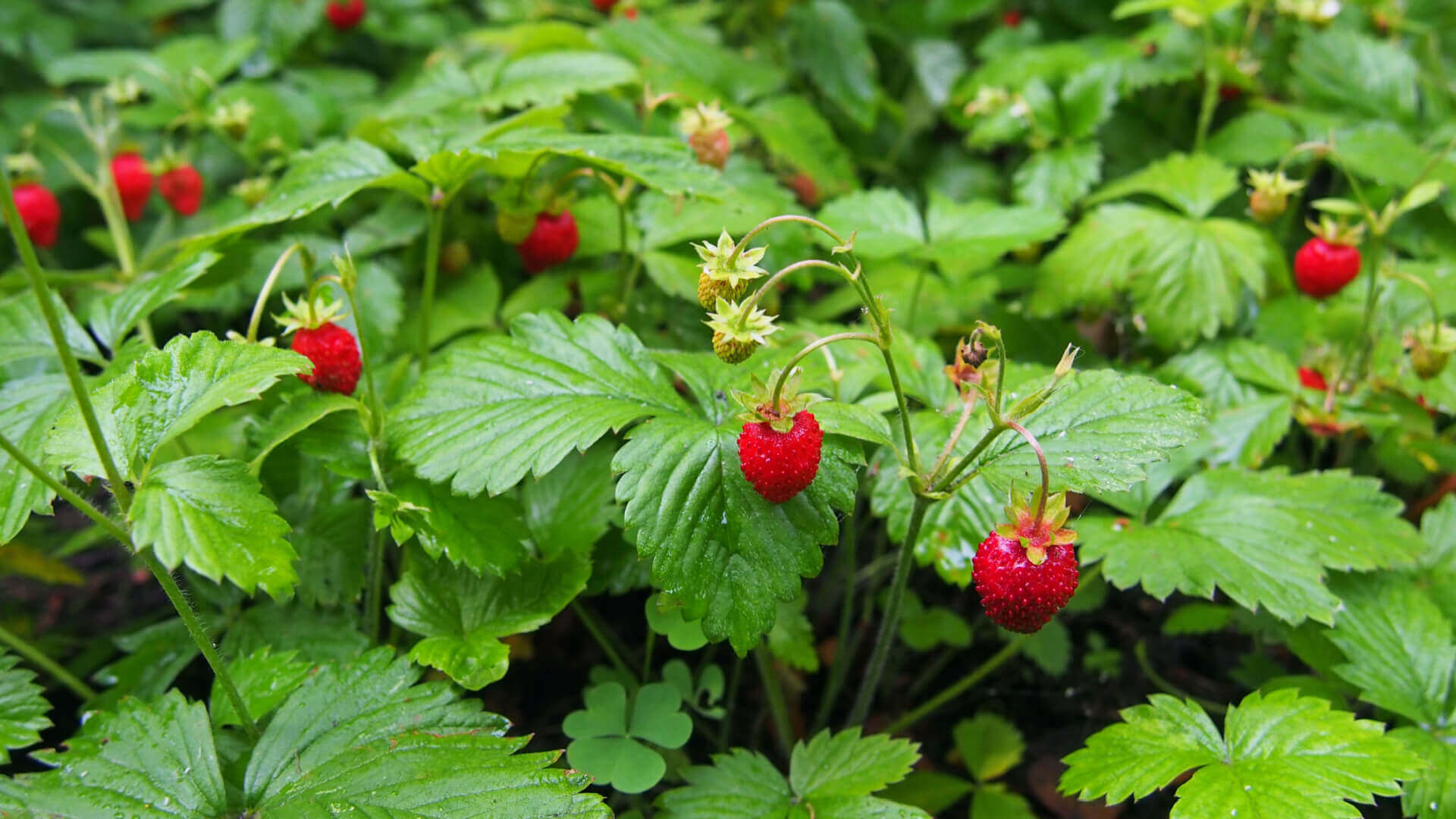 Exploring The Wild Side: Wild Strawberry Discoveries – TN Nursery