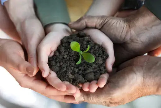 Delicate green sprout emerging from dark soil by TN Nursery growers