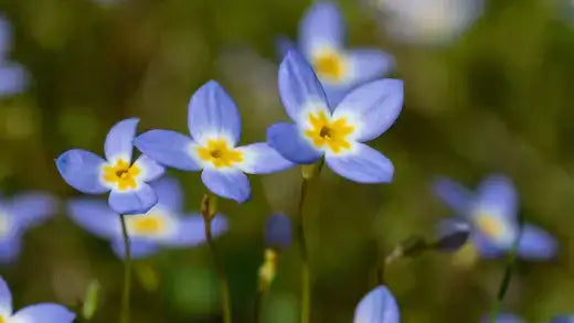 Delicate blue star-shaped Bluet flowers with vibrant yellow centers