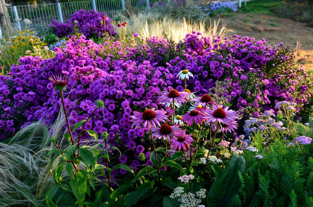 Vibrant purple coneflowers and white daisies blooming in fall garden bed