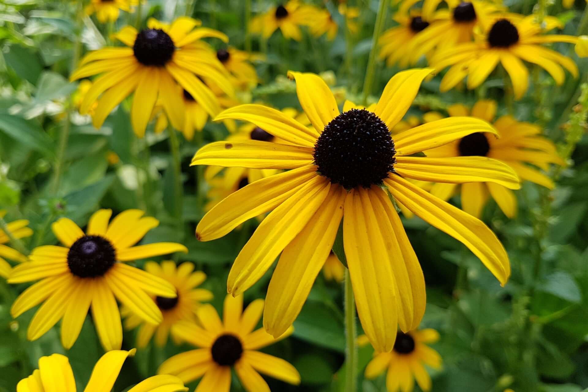 Brown-eyed Susan flowers with bright yellow petals and dark brown centers in lush green field