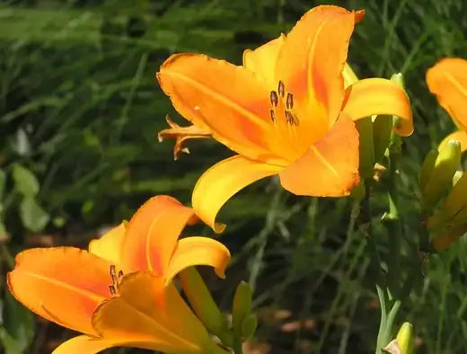 Vibrant orange lilies with yellow centers for full sun perennials