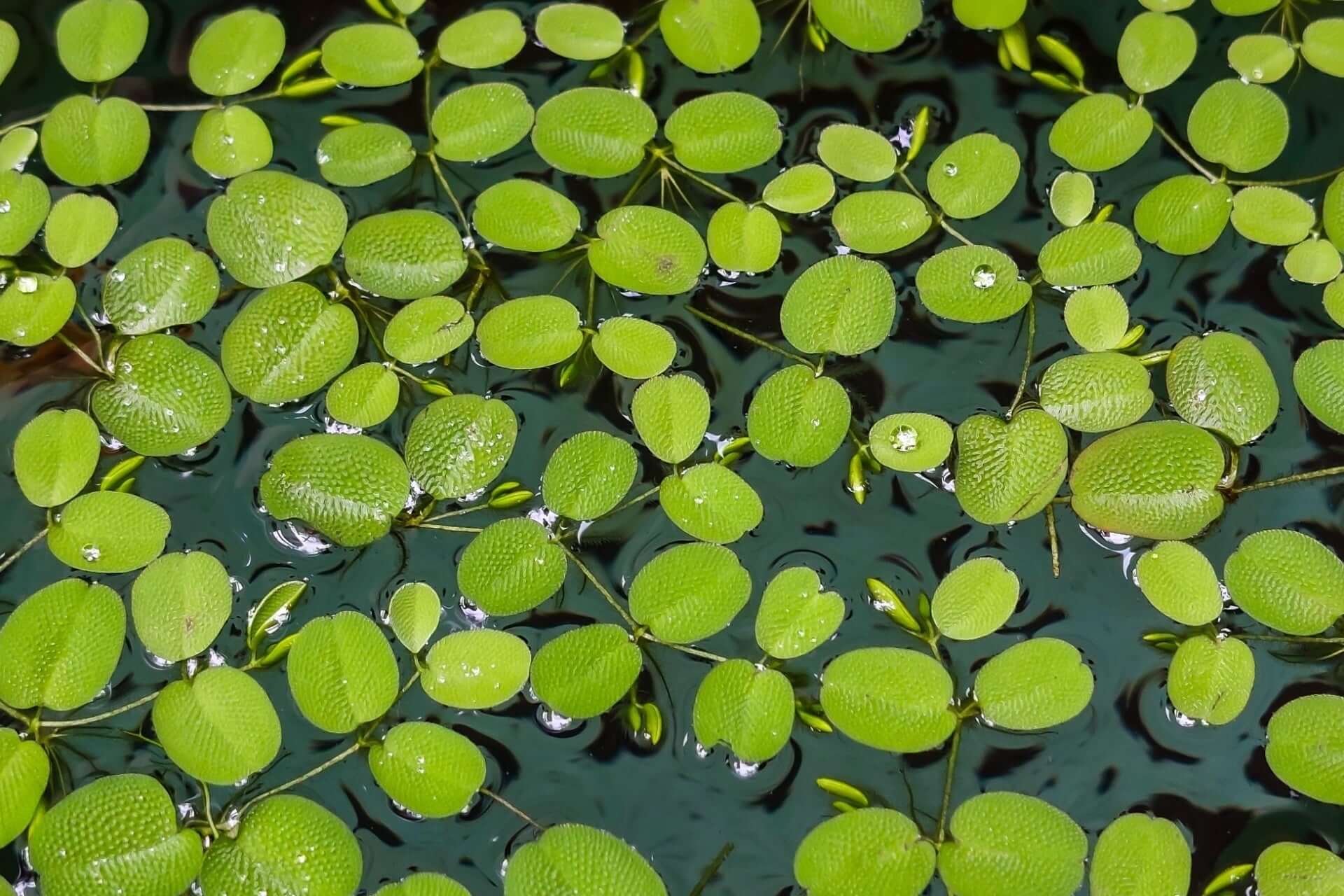 Bright green textured floating leaves drift on dark water in aquatic garden.
