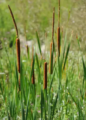 Tall brown cattails rising from green grass in sunlit field for bare root planting
