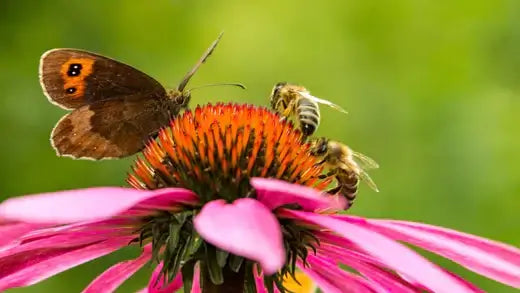 Brown butterfly with orange eyespots and bees on pink coneflower in pollinator haven