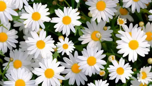 Oxeye daisy field of delicate white flowers with bright yellow centers