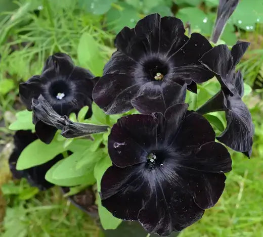 Deep black petunias with velvety petals bloom in lush green foliage