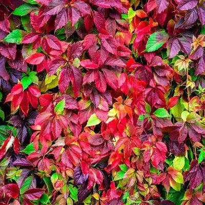 Vibrant Virginia creeper autumn leaves in deep red, maroon, and green.