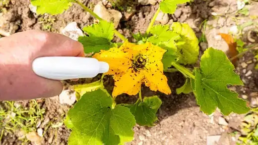 White spray bottle treating yellow flower infested with dark autumn garden pests