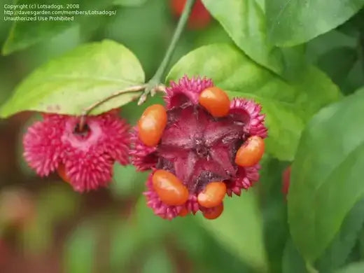 Vibrant pink spiky Hearts-A-Bustin fruit with orange seeds inside