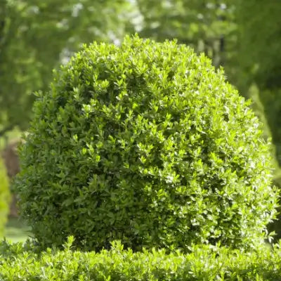 Lush spherical wax leaf privet shrub with dense trimmed green foliage