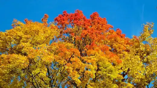 Vibrant sassafras tree with fiery red and golden leaves against blue sky