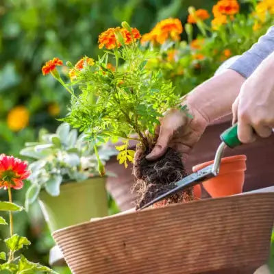 Transplanting small orange marigold into terracotta pot for fresher flowers