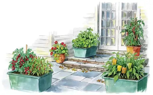 Green rectangular planters with red and yellow peppers in container garden