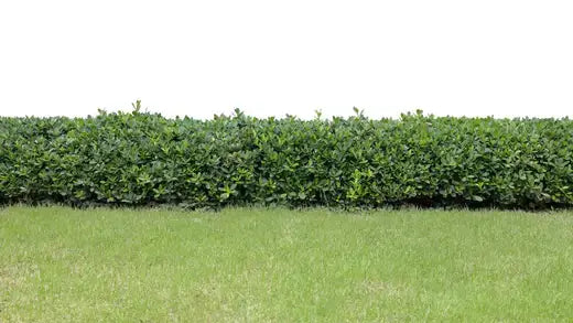Lush dense green hedge neatly trimmed for gardens