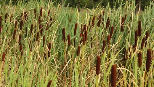 Tall green cattail reeds with brown seed heads swaying in marshland