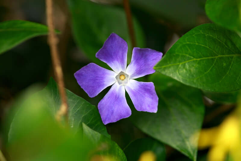 Vibrant purple Vinca Minor flower with five petals, white center, lush green leaves