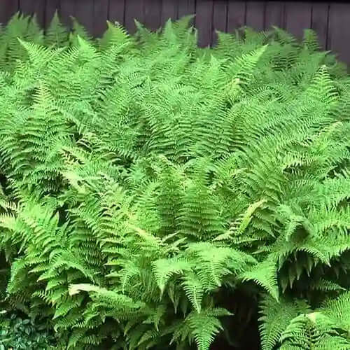 Lush green ferns with feathery fronds for big growth tips