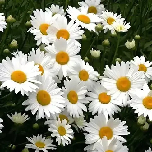 Vibrant white daisies with yellow centers in perennial garden