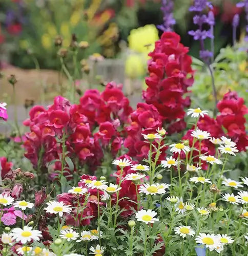Vibrant red snapdragons tower over white daisies in online nursery garden bed