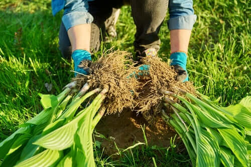 Person in blue gloves holding two freshly dug hosta plants with roots